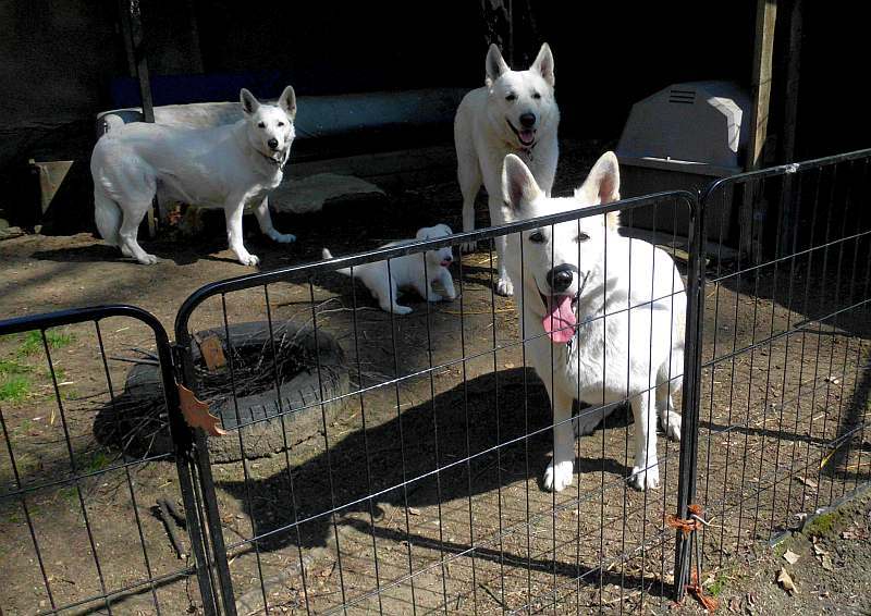 Welpe weisser Schferhund von den Grenzgngern