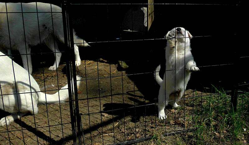 Welpe weisser Schferhund von den Grenzgngern