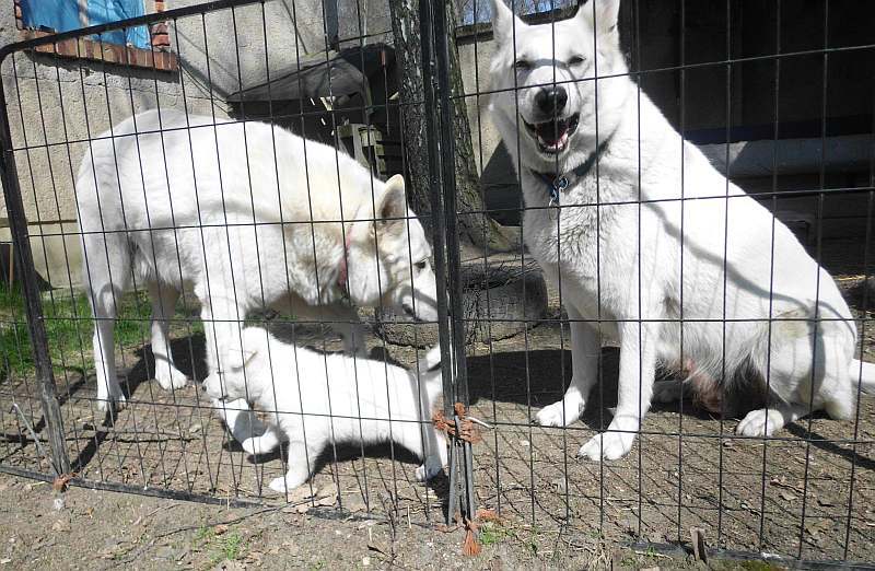 Welpe weisser Schferhund von den Grenzgngern