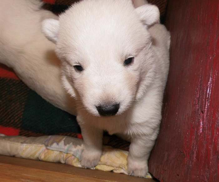 weisser Schferhundwelpe von den Grenzgngern