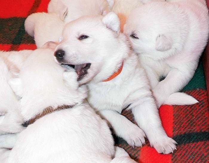 weisser Schferhundwelpe von den Grenzgngern