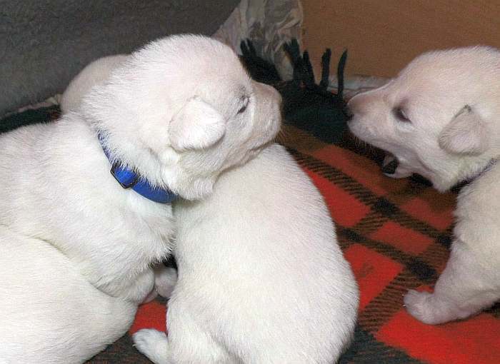 Weisser Schferhundwelpe von den Grenzgngern