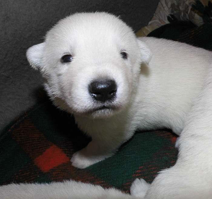 weisser Schferhundwelpe von den Grenzgngern