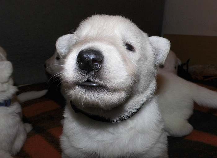 weisser Schferhundwelpe von den Grenzgngern