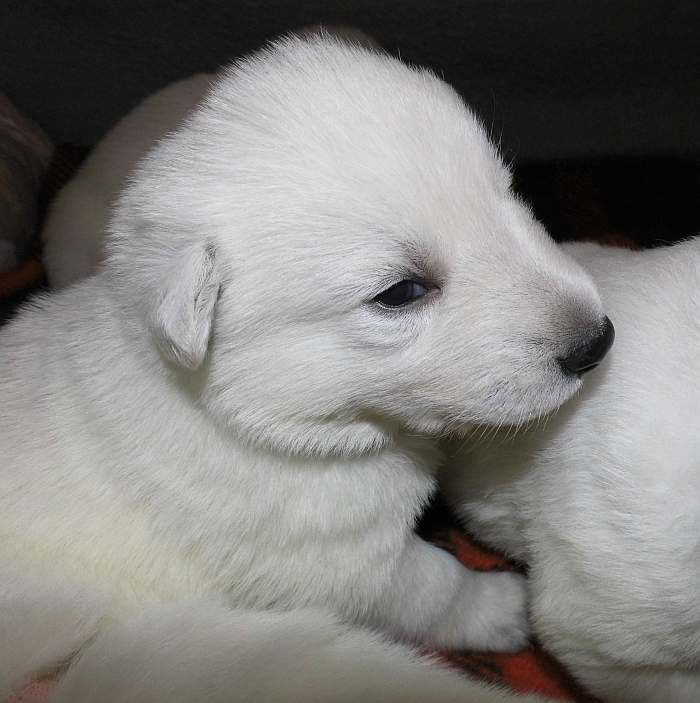 weisser Schferhundwelpe von den Grenzgngern