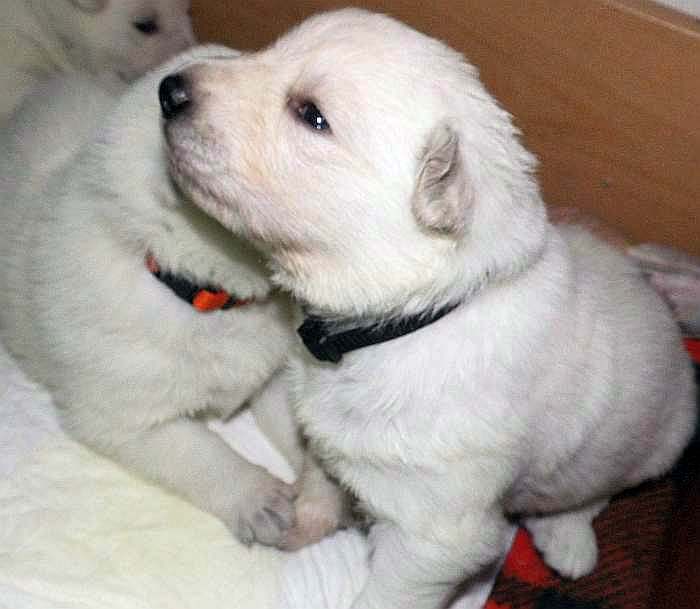 weisser Schferhundwelpe von den Grenzgngern