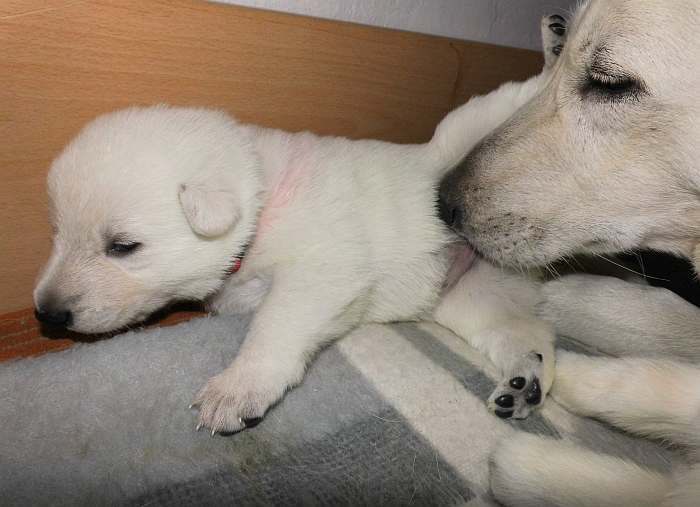 Weisser Schferhundwelpe von den Grenzgngern