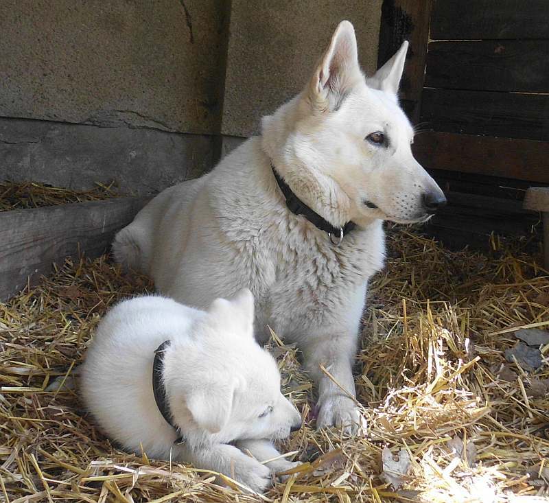 Welpe weisser Schferhund - von den Grenzgngern