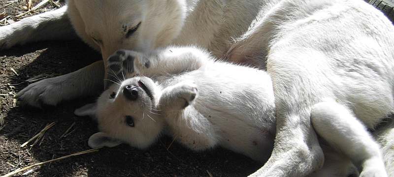 Welpe weisser Schferhund - von den Grenzgngern