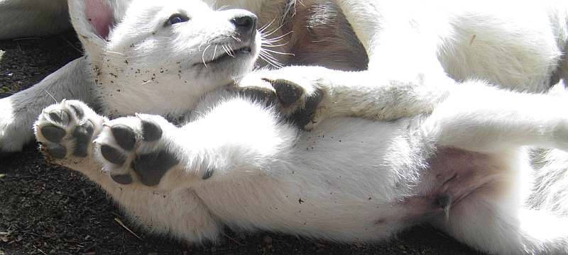 Welpe weisser Schferhund - von den Grenzgngern