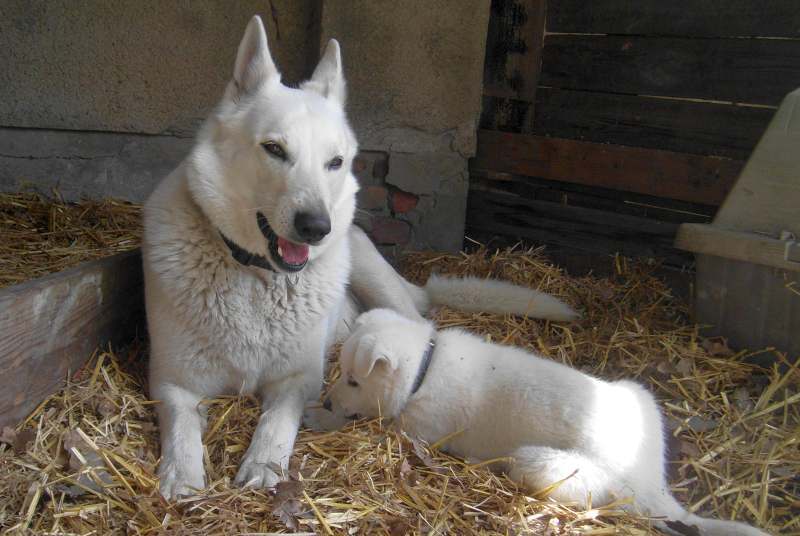 Welpe weisser Schferhund - von den Grenzgngern