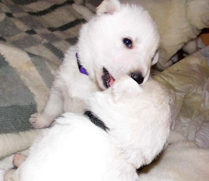 weisse Schferhundwelpe von den Grenzgngern