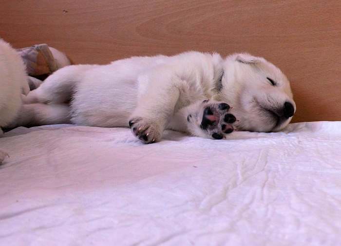 Weisser Schferhundwelpe von den Grenzgngern