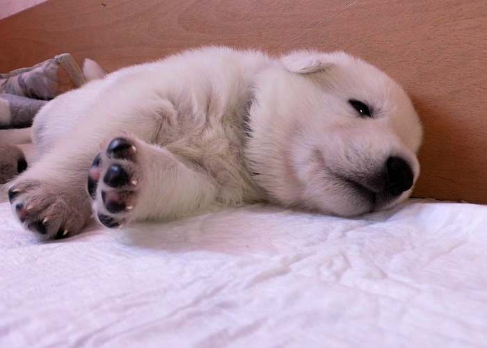 Weisser Schferhundwelpe von den Grenzgngern