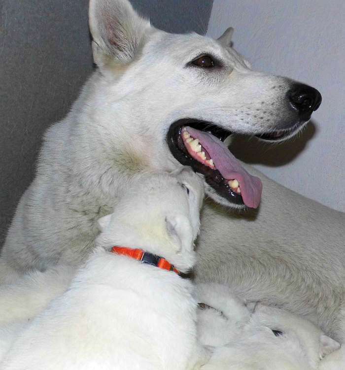 Weisse Schferhund Welpen von den Grenzgngern
