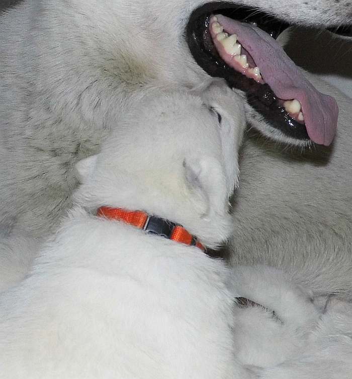 weisse Schferhundwelpen von den Grenzgngern