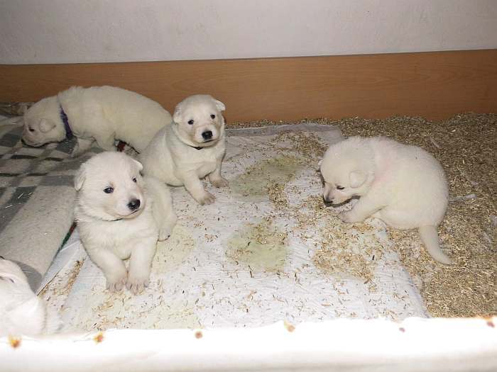 Weisse Schferhund Welpen von den Grenzgngern