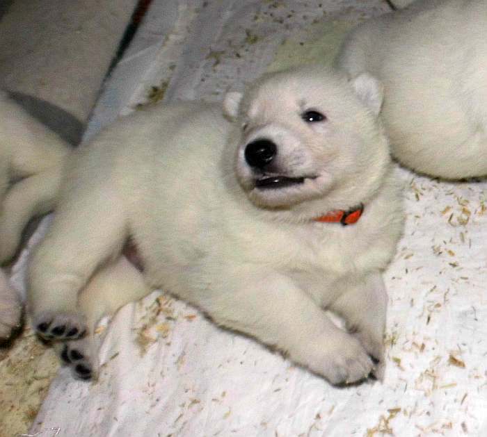 weisse Schferhundwelpen von den Grenzgngern