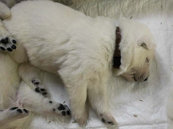 Weisser Schferhundwelpe von den Grenzgngern