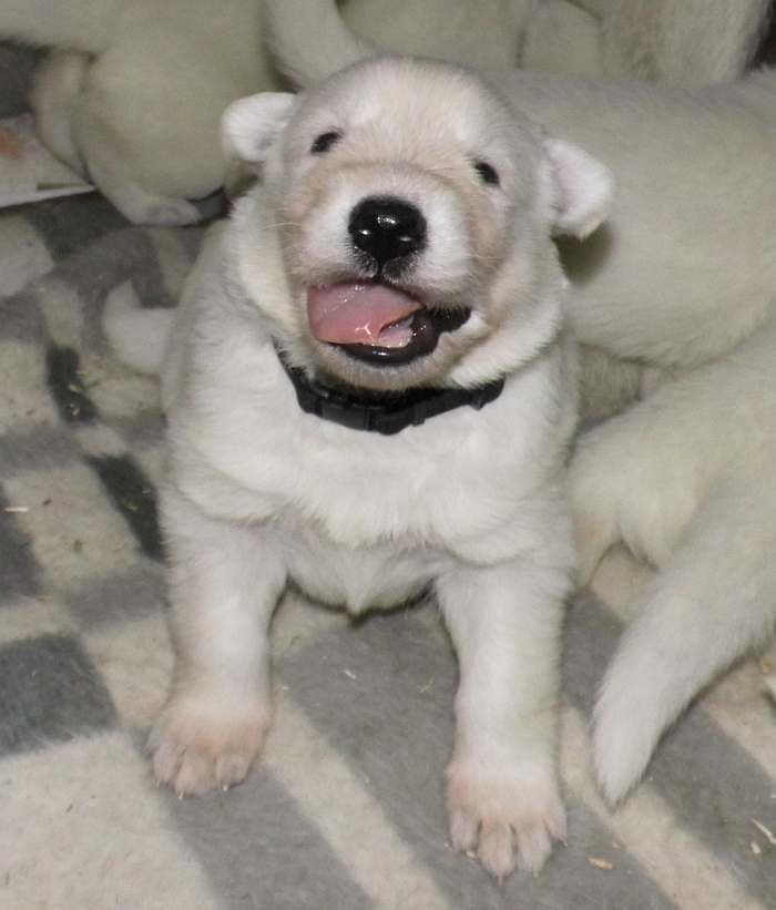 weisser Schferhundwelpe von den Grenzgngern