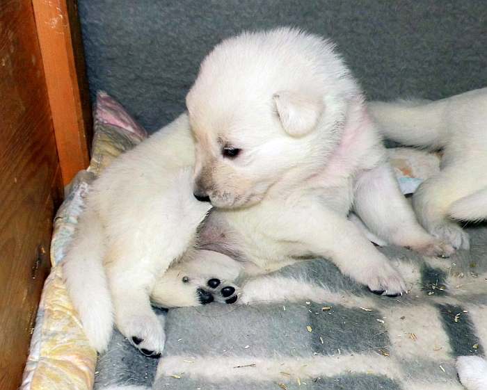 Weisser Schferhundwelpe von den Grenzgngern