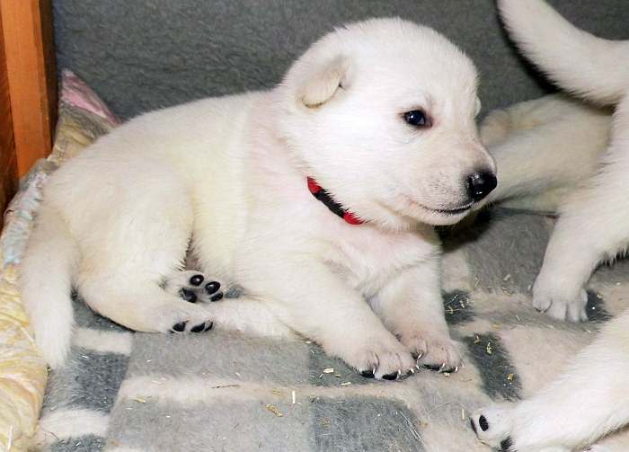 Weisser Schferhundwelpe von den Grenzgngern