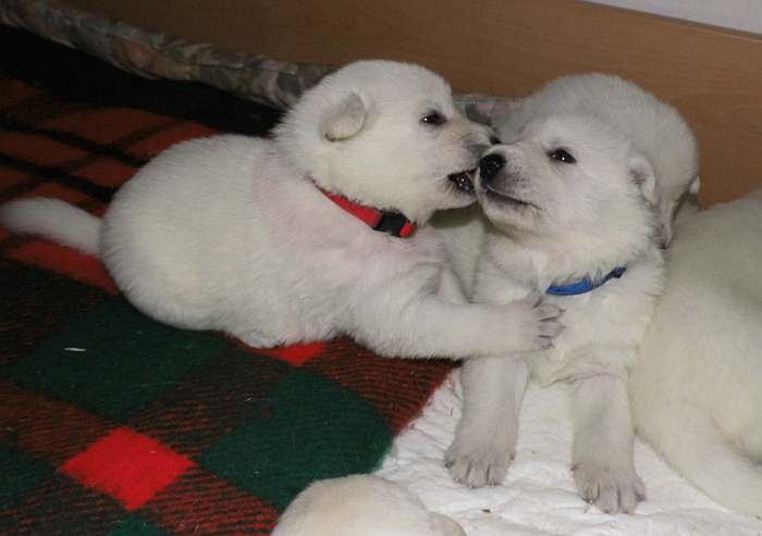 Weisser Schferhundwelpe von den Grenzgngern