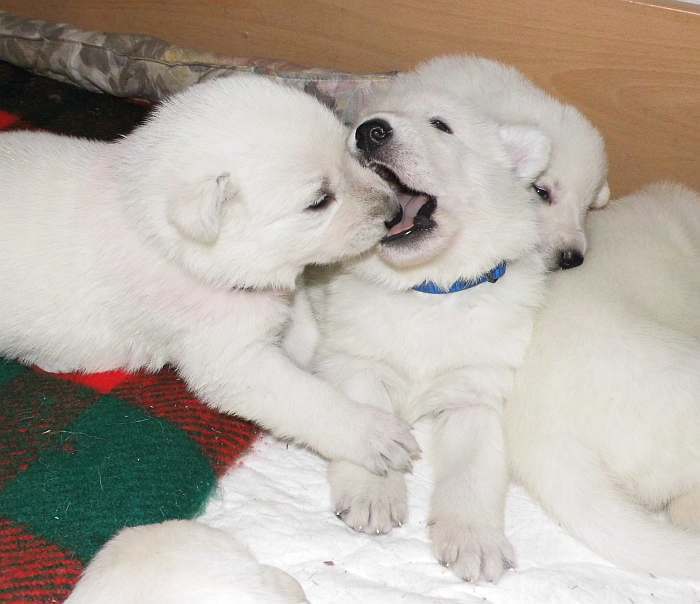 Weisser Schferhundwelpe von den Grenzgngern