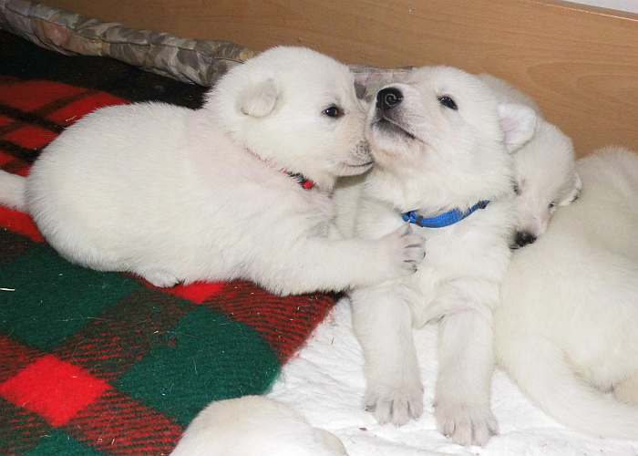 Weisser Schferhundwelpe von den Grenzgngern