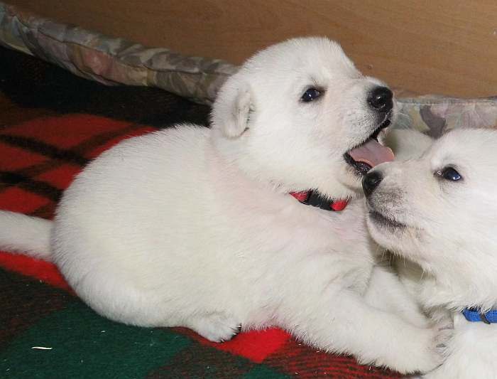 Weisser Schferhundwelpe von den Grenzgngern