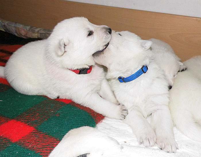 Weisser Schferhundwelpe von den Grenzgngern