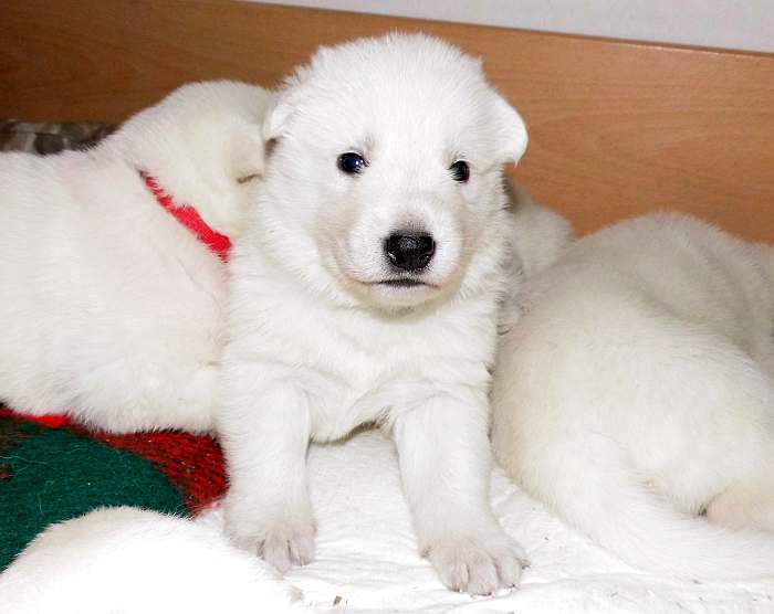 Weisser Schferhundwelpe von den Grenzgngern