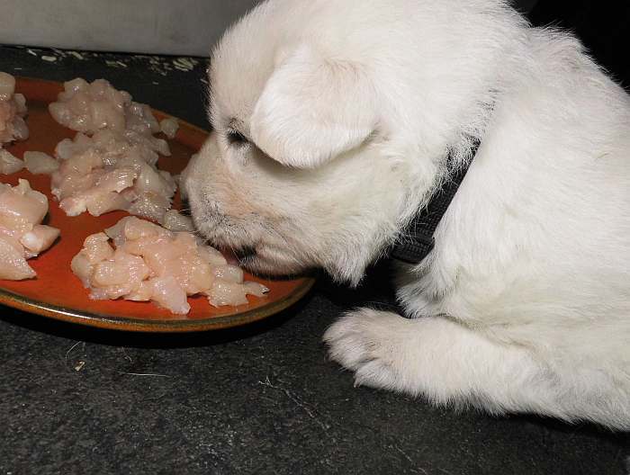 weisser Schferhundwelpe von den Grenzgngern