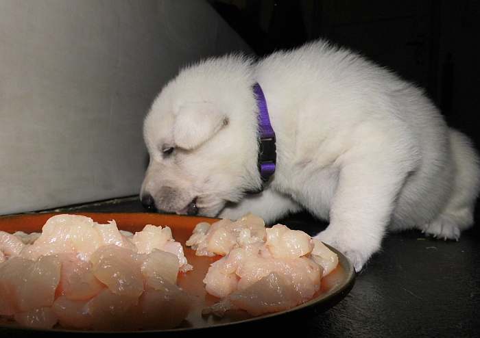 weisser Schferhundwelpe von den Grenzgngern