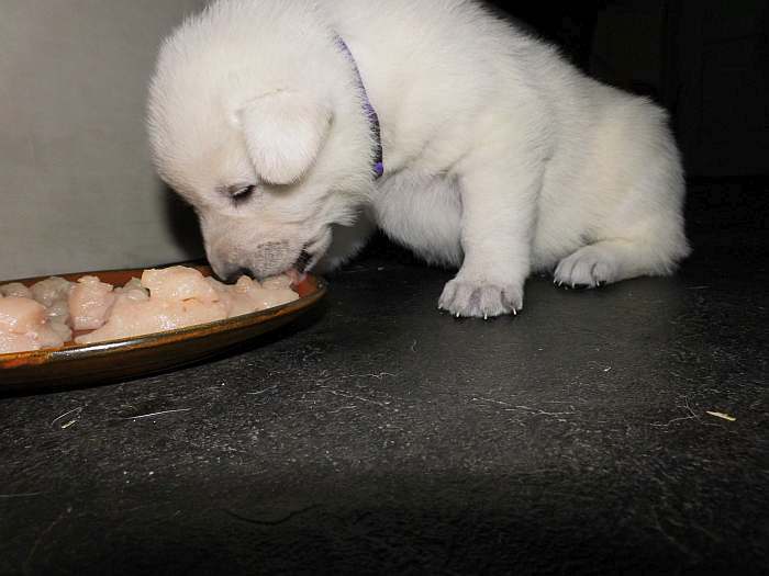 Weisser SChferhundwelpe von den Grenzgngern