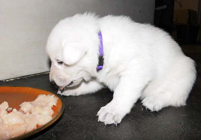 weisser Schferhundwelpe von den Grenzgngern