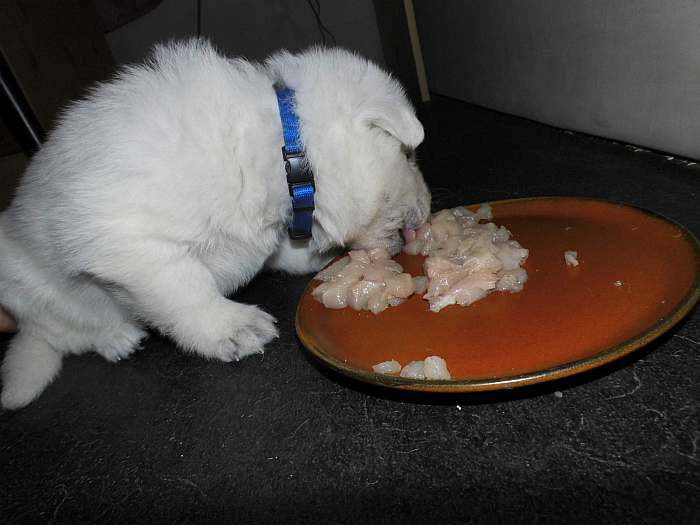 Weisser Schferhundwelpe von den Grenzgngern