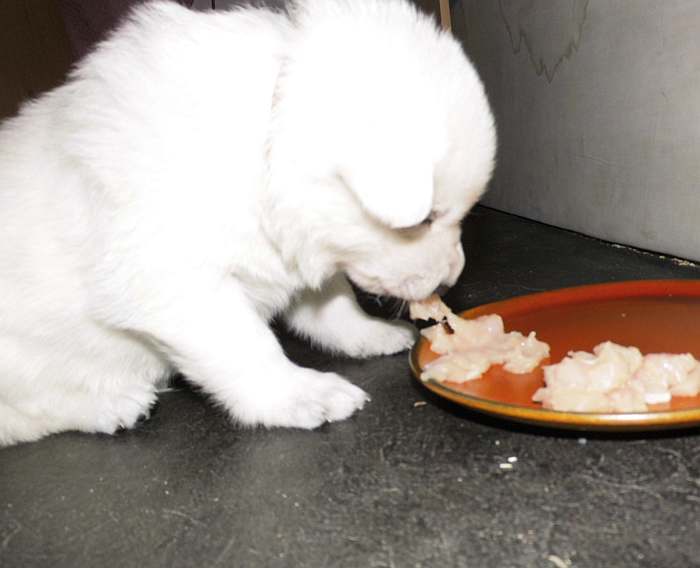 weisse Schferhundwelpen von den Grenzgngern