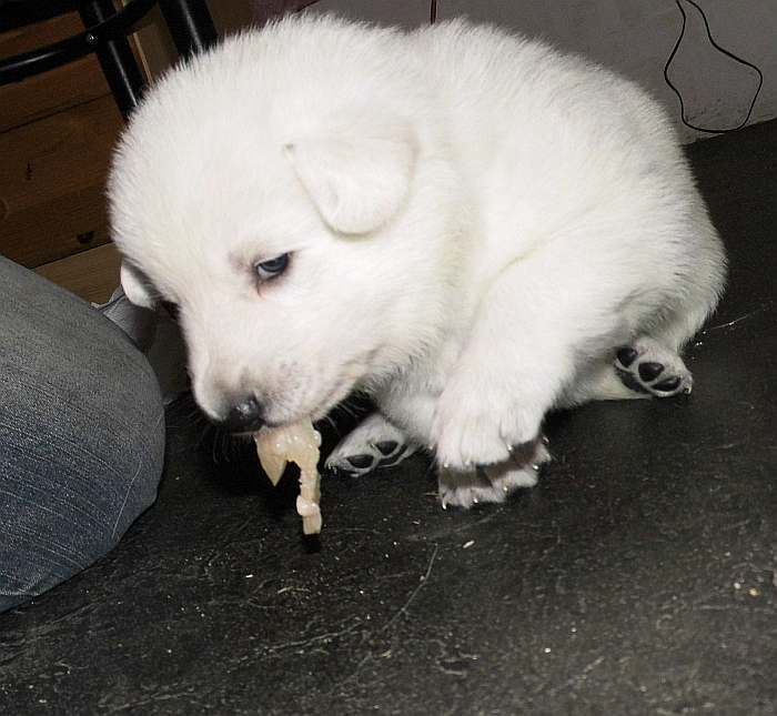 weisse Schferhundwelpen von den Grenzgngern