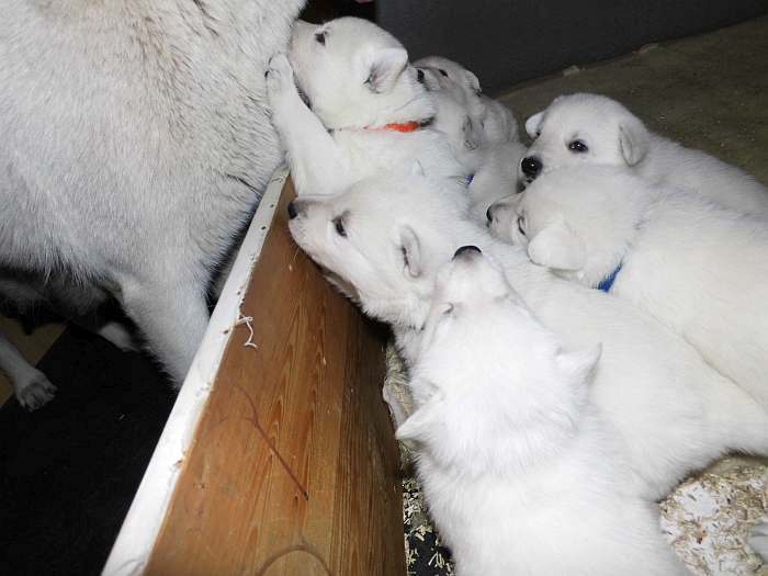 weisse Schferhundwelpen von den Grenzgngern