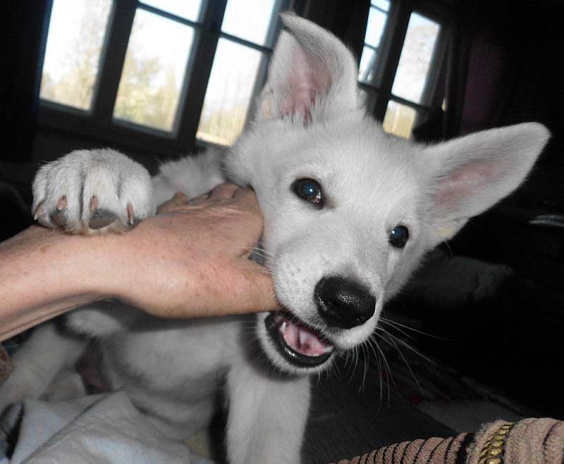 weisser Schferhundwelpe von den Grenzgngern