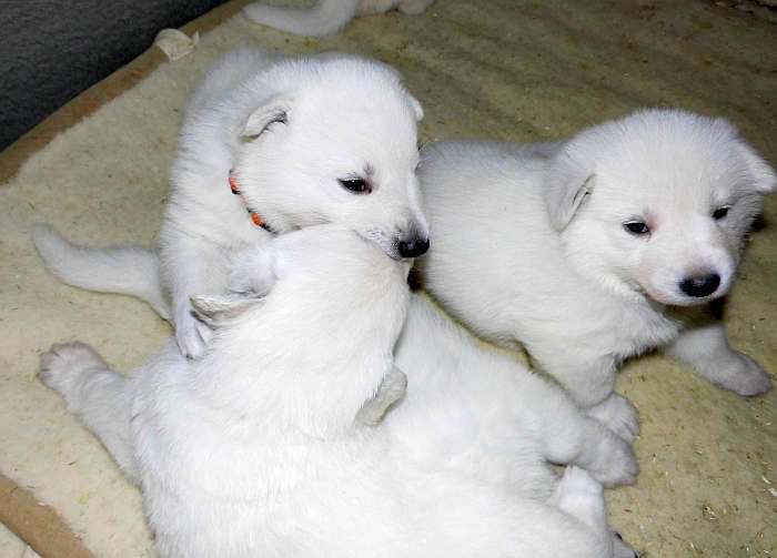 Weisse Schferhundwelpen von den Grenzgngern