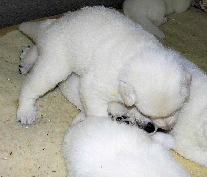 Weisse Schferhundwelpen von den Grenzgngern