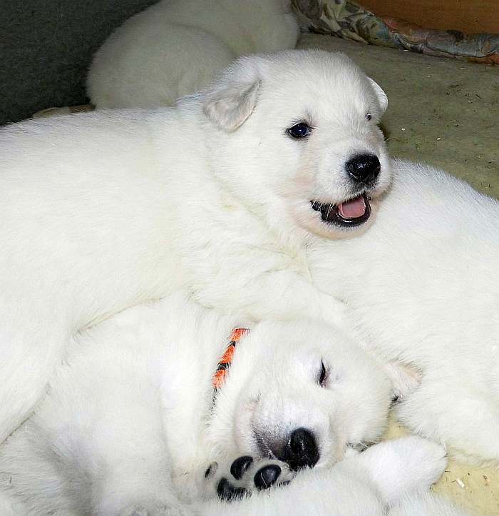 weisse Schferhundwelpen