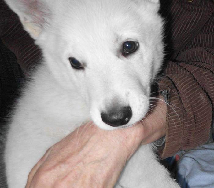 weisser Schferhundwelpe von den Grenzgngern