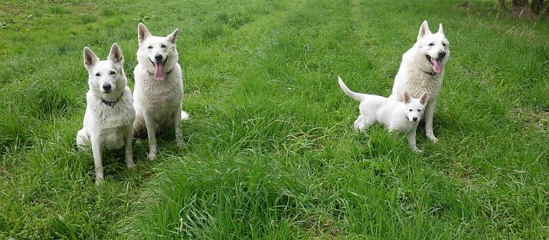 weisser Schferhund von den Grenzgngern