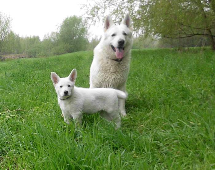 weisser Schferhund von den Grenzgngern