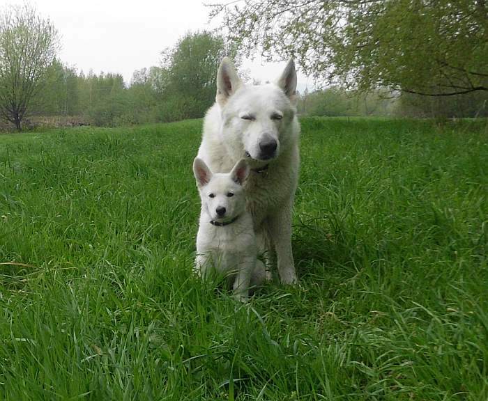 weisser Schferhund von den Grenzgngern