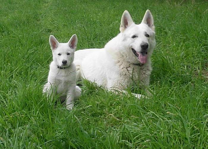 weisser Schferhund von den Grenzgngern