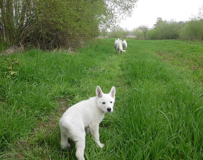 weisser Schferhund von den Grenzgngern